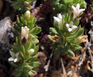 Asperula baenitzii