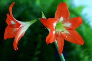 red-lily kokkinos krinos