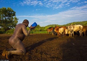 Too much! A Bodi man finds that his morning bowl of blood and milk is a little too much and is ill outside his hut - watched by a baffled-looking herd of cows