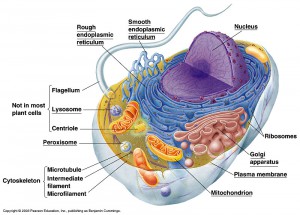 04-05A-AnimalCell-L