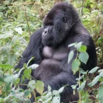 mountain gorilla