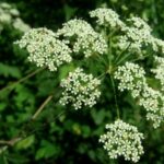 water hemlock 1