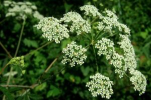 water hemlock 1