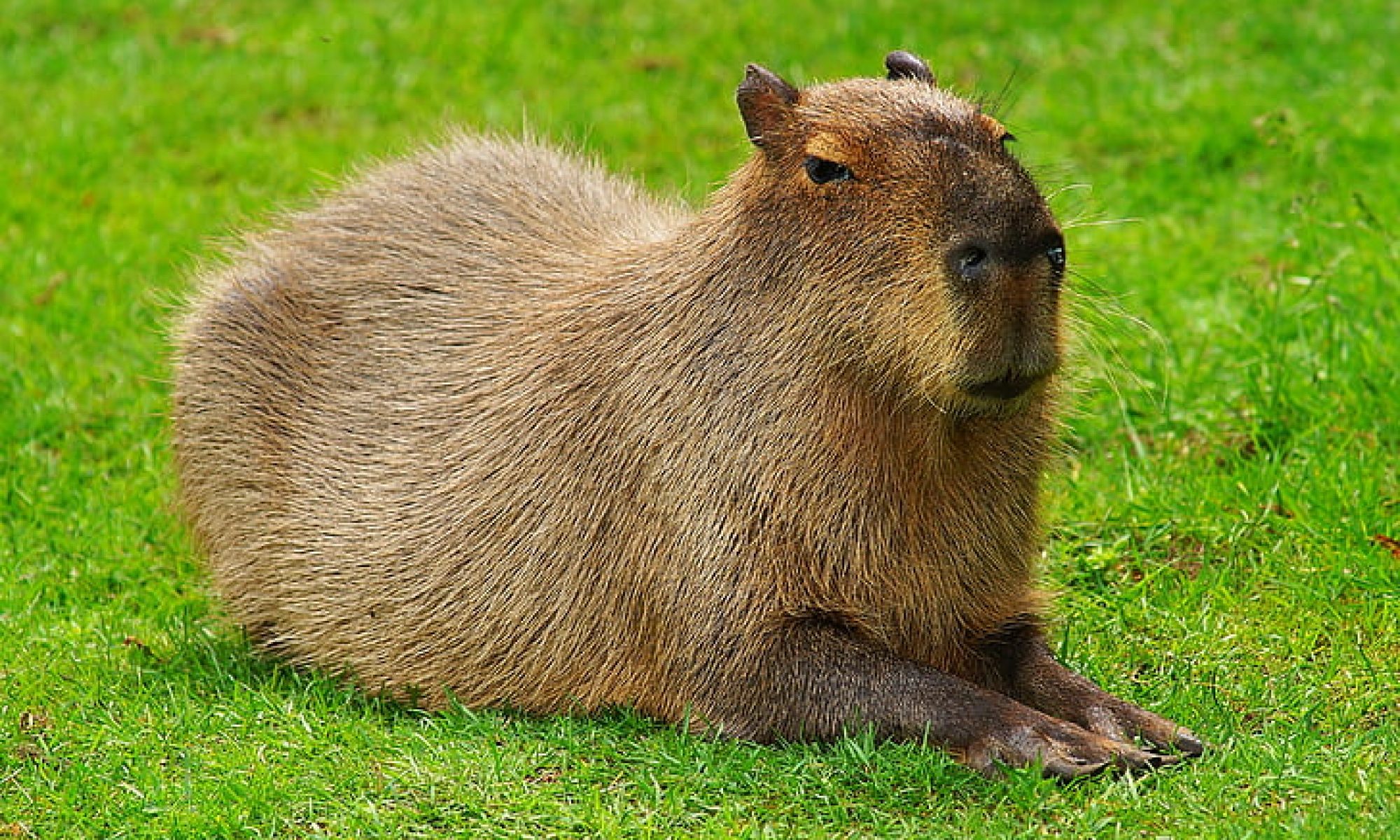 cropped capybara rodent guinea pig species of rodent preview 1