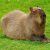 Εικονίδιο ιστότοπου για i like capybaras