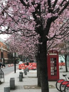 224 2241465 united kingdom london trees pay phone cherry blossoms