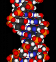 dna-fragment-3d-vdw.png