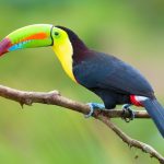 toucan