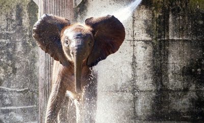 elephant-4474027_640