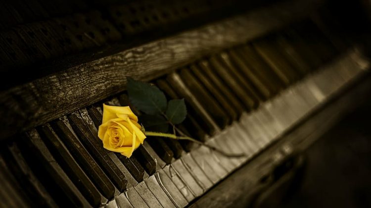 piano-rose