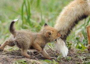 photo Fox