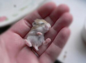 photo Hamster