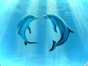 Dolphins_1