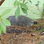 IMG_20180321_122946