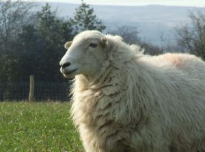 White Welsh Mountain sheep