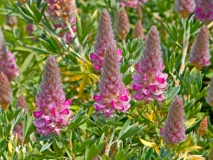 Fabaceae Ebenus cretica