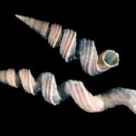 fargo worm snail vermicularia fargoi olsson