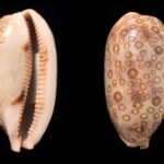 hundred eyed cowrie shell