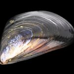 mediterranean mussel mytilus galloprovincialis