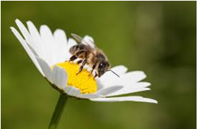 Ένας μελισσοκόμος🐝 στο σχολείο μας!  (Δ’ ΤΑΞΗ)