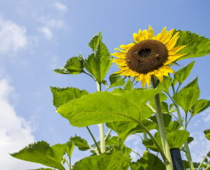 sunflower summer nature yellow flower preview