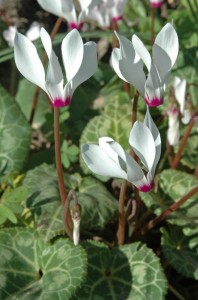 Primulaceae: Cyclamen persicum. Chios: Near the village of Agios Georgios Sikousios. By stone walls between terraced olive groves. 2010-03-21.