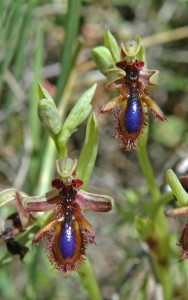 Orchidaceae: Ophrys regis-ferdinandii. Island of Chios, SW part, Paralia Trachilias, 0-30 m. Rocky coastal habitats and garigue. 2009-04-15.