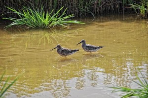 Δρεπανοσκαλίδρα-Calidris-alpina-2_tonalcontrast-Custom