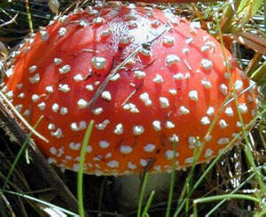 AMANITA MUSCARIA3