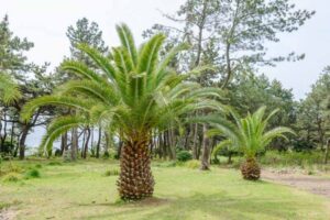 Phoenix canariensis 780x520 1