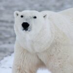 polar bear 404314 1280