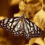 butterfly3