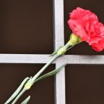 red-carnation-4181026_1920-2B-2BCopy