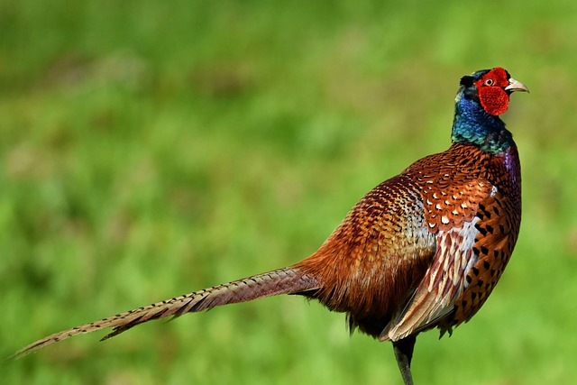 pheasant g8e9509a42 640