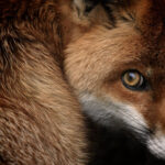 national geographic red fox bdba14n55j952bav
