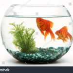 stock photo goldfish fishbowl 716133220