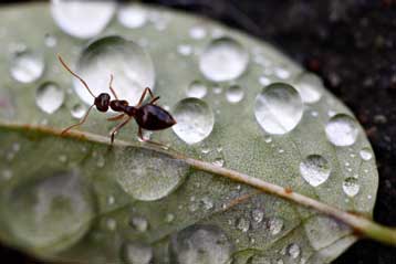 ant.jpg