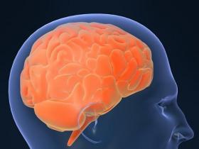 brain1.JPG