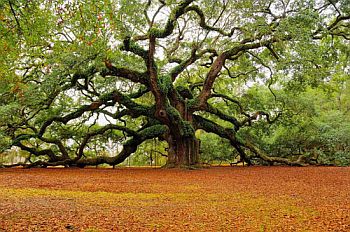 oak-tree.jpg