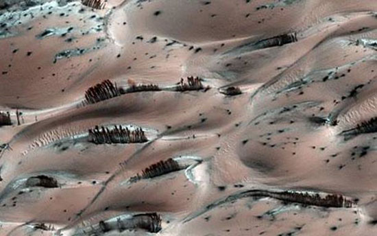 trees-on-mars.jpg