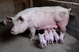 pig 2671623 1280