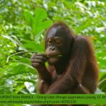 Orang Utan Pongo pygmaeus young 8066235469attr3