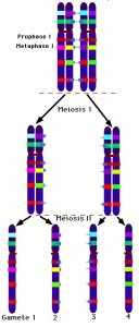 meiosis_txt