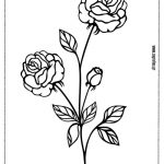 A4 zografies triantafulla 550x777