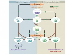 ImmunityMAP