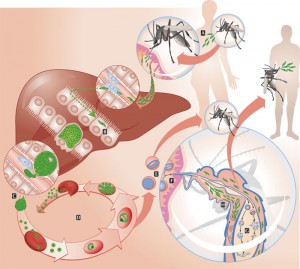 PlasmodiumLifeCycle