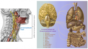 Vagus nerve Tsolakis