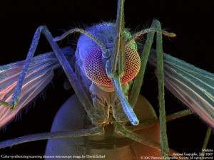 malaria_anopheles_mosquito_2007-5428