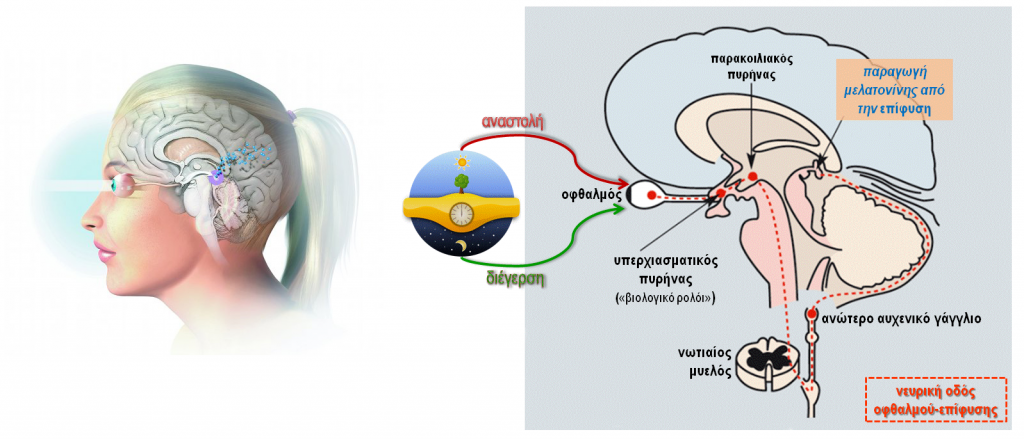 Melatonin 1 Tsolakis