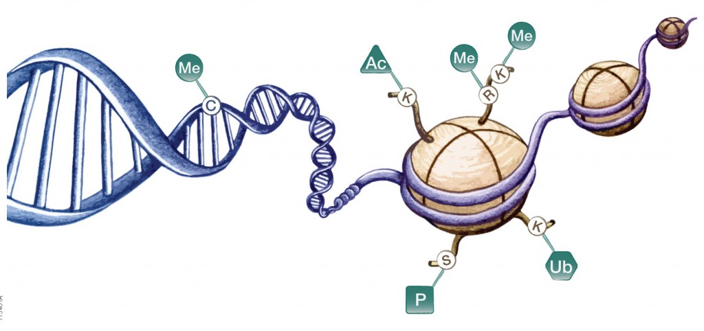 Epigenetics mechanisms